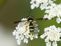 Ceriana vespiformis