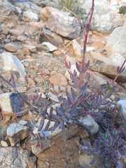 Crassula mollis