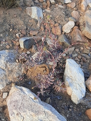 Crassula mollis