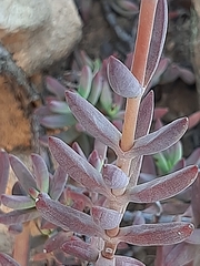 Crassula mollis