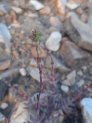 Crassula mollis