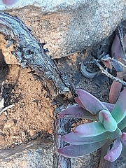 Crassula mollis