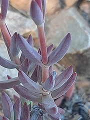 Crassula mollis