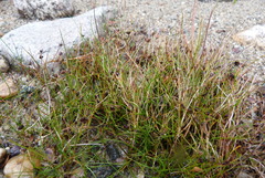 Juncus novae-zelandiae