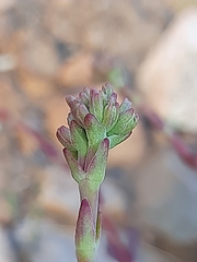 Crassula mollis