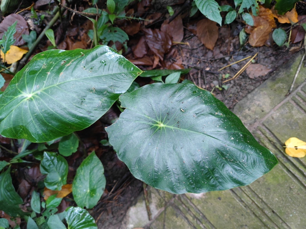 Steudnera henryana (Steudnera henryana)