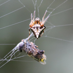 Verrucosa scapofracta