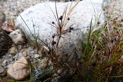Juncus novae-zelandiae
