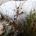 Juncus novae-zelandiae - Photo (c) Colin Meurk, μερικά δικαιώματα διατηρούνται (CC BY-SA), uploaded by Colin Meurk