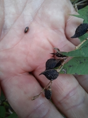 Orbexilum onobrychis