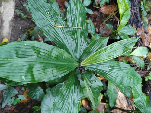 Amischotolype hispida iNat (3)