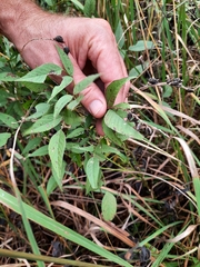 Orbexilum onobrychis