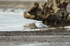 Chroicocephalus ridibundus