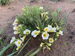 Anemopaegma arvense