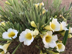 Anemopaegma arvense