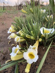Anemopaegma arvense