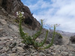 Cleome chilensis