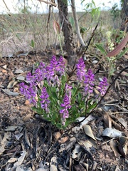 Polygala poaya