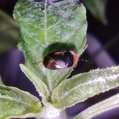 Geocoris flaviceps