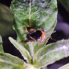 Geocoris flaviceps