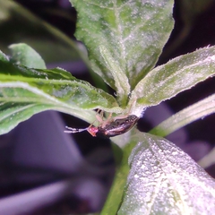Geocoris flaviceps