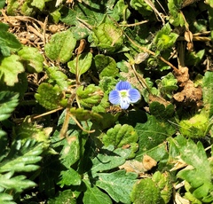 Veronica persica
