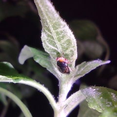 Geocoris flaviceps