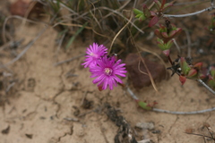 Ruschia orientalis