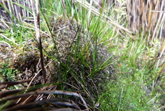 Schoenus concinnus