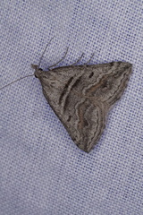 Dichromodes consignata