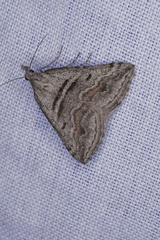 Dichromodes consignata