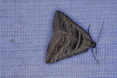 Dichromodes consignata