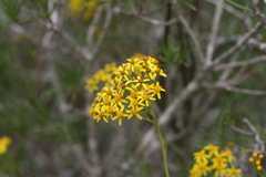 Senecio linifolius