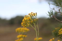 Senecio linifolius