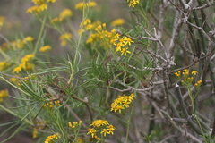 Senecio linifolius