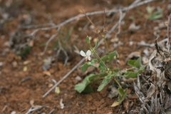 Pelargonium worcesterae