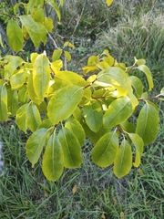 Magnoliopsida