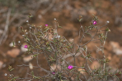 Delosperma gratiae