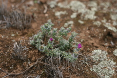 Trichodiadema intonsum