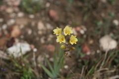 Freesia corymbosa