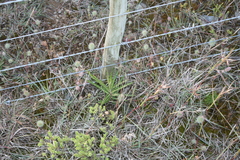 Xysmalobium gomphocarpoides