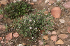 Ruschia recurva