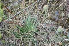 Xysmalobium gomphocarpoides