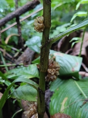 Amischotolype hispida