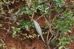 Fockea edulis