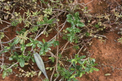 Fockea edulis