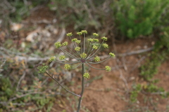 Cynorhiza typica