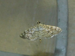 Haritalodes