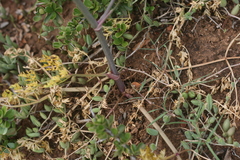 Cynorhiza typica