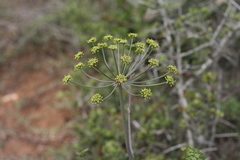 Cynorhiza typica